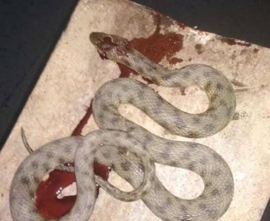 Bakının mərkəzində böyük ilan peyda oldu -