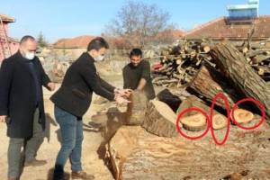 Hamını şoka salan HADİSƏ: Ağacın içindən GÖRÜN NƏ ÇIXDI -