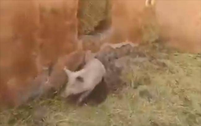 Ermənilər Qubadlıdakı məsciddə də donuz saxlayıb -