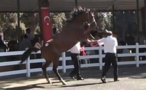 At təlimçiyə ağır xəsarət yetirdi -