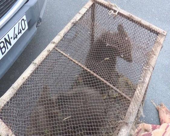 Balakəndə ayı balalarını satanlar saxlanıldı -