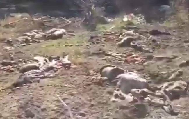 Ermənilər apara bilmədikləri mal-qaranı bu hala qoydular -