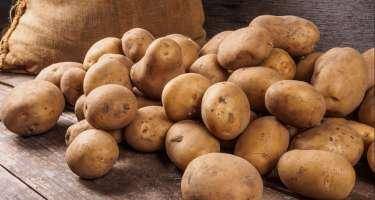 Kartofun qiyməti niyə artır?