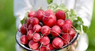 Turpun sağlamlıq üçün 10 faydası