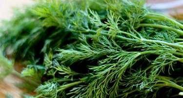 Şüyüdün sağlamlığa möcizəvi təsiri -Həkimlər təsdiqləyir