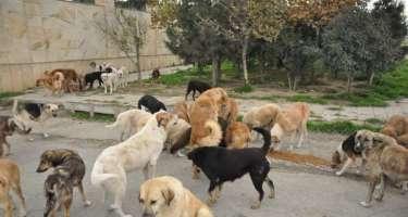 Sahibsiz it sürüsü evə hücum etdi Xəbər şəkili