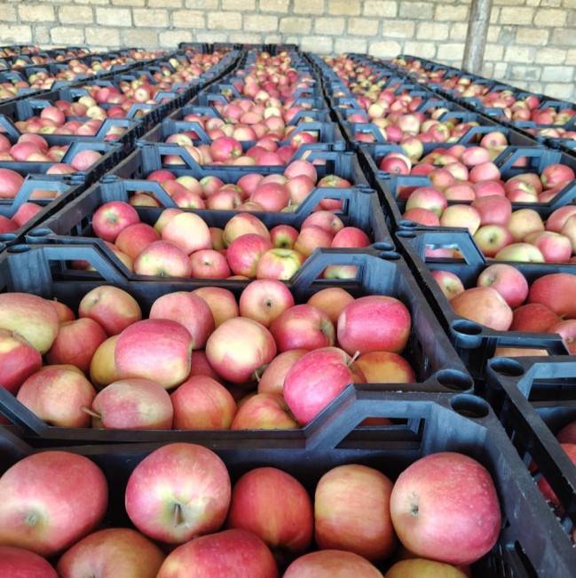 Türkiyəyə ixracı nəzərdə tutulan alma məhsulunda uyğunsuzluq aşkarlanıb