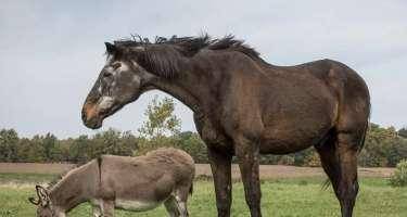 Azərbaycanda at və eşşəklər niyə azalıb? -AÇIQLAMA