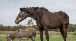 Azərbaycanda at və eşşəklər niyə azalıb? -AÇIQLAMA Xəbər şəkili