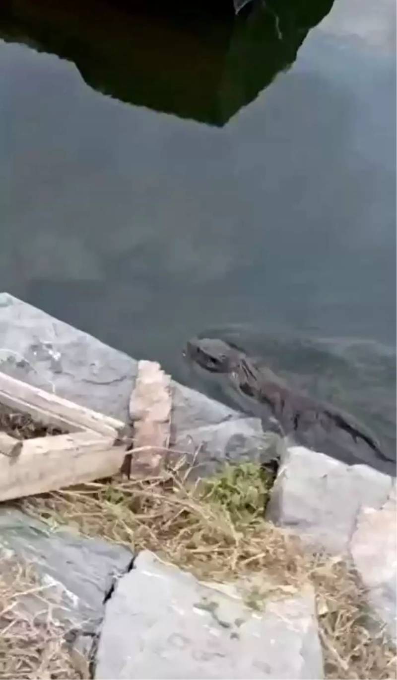 Nəsli Kəsilmə Təhlükəsi Altında Olan Su Samuru İstanbulda, Kiçikçekmecə Çayında Görüntüləndi