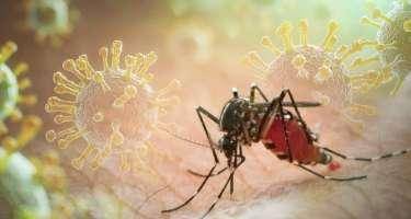 Azərbaycanda çikungunya virusunun yayılma riski var?