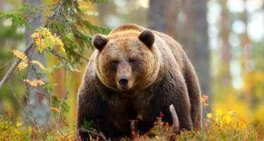 Vəhşi heyvan əti yemək zərərlidir? - AÇIQLAMA