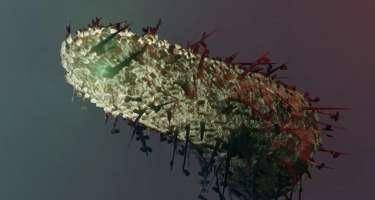 400-dən çox insan quduzluqdanöldü