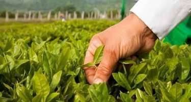 Azərbaycan çay ixracını artırıb