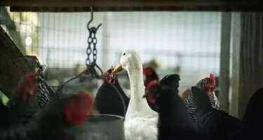 Quş qripi ilə bağlı həyəcan təbili