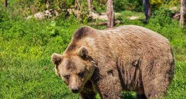 Zaqatalada ayı qazini parçalayıb öldürdü