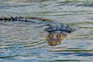Timsahlarla dolu çay Avstraliya Olimpiadasında yarışmaq üçün yararlı hesab edilib