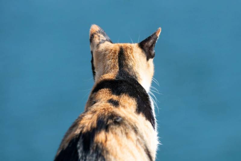 Yeni Zelandiyada bütün vəhşi pişiklər öldürüləcək