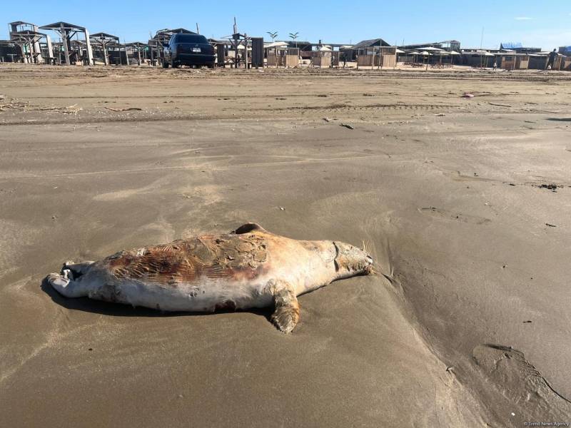 Xəzər sahillərində 100-dən çox suiti leşi aşkarlanıb