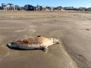 Xəzər sahillərində 100-dən çox suiti leşi aşkarlanıb