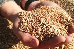 Rusiya Xarici Kəşfiyyat Xidməti: Ermənistan Ukrayna taxılının xeyrinə bizim məhsuldan imtina etmək istəyir Xəbər şəkili