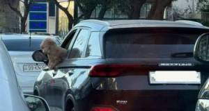 İti ilə avtomobil idarə etdi - VİDEO Xəbər şəkili