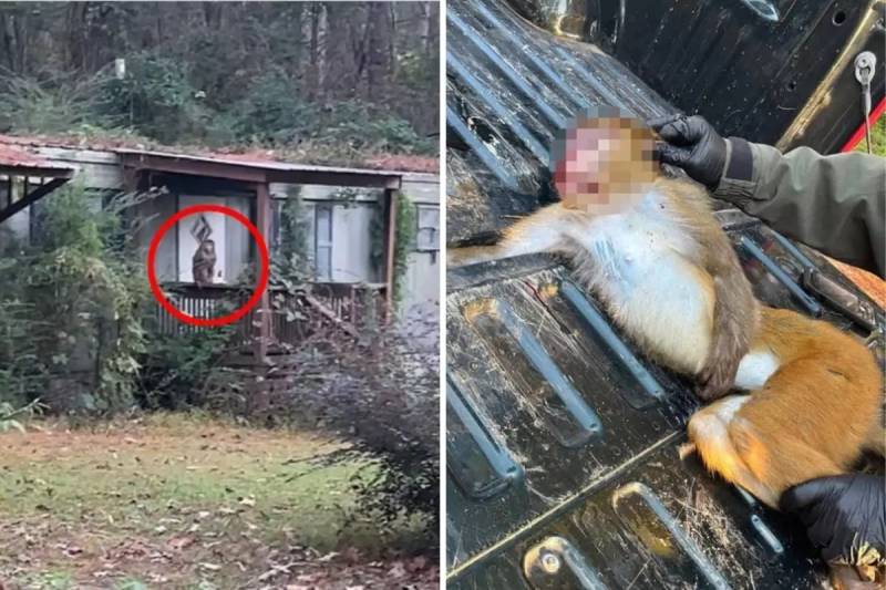 Mississippidə Ananın Hərəkəti: Uşaqlarını Qorumaq Üçün Tədqiqat Meymununu Vurdu