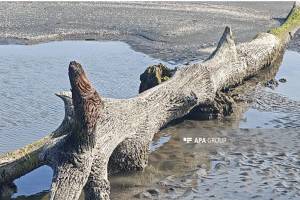 Xəzərin Lənkəran sahilində suyun altında qalmış qədim meşə qalıqları üzə çıxıb- FOTO Xəbər şəkili