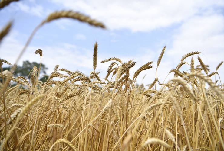 Xəzərdə ən böyük taxıl terminalı Mahaçqalada inşa olunacaq