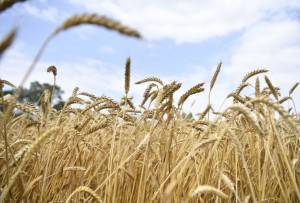 Xəzərdə ən böyük taxıl terminalı Mahaçqalada inşa olunacaq Xəbər şəkili