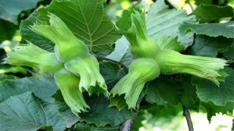 Düzcə Avropa İttifaqı Ölkələrinə Nə Qədər Fındıq İxrac Edib? İlin İlk Yarısının Statistikası Açıqlandı