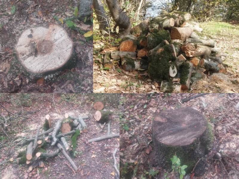 Cəlilabadda ağackəsilmə faktı ilə bağlı araşdırma aparılır