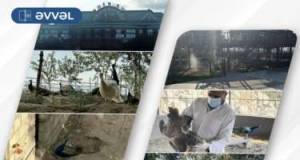 Vəhşi quşlar daşınaraq aidiyyəti üzrə təhvil verildi