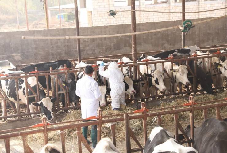 Dabaq xəstəliyi ilə bağlı peyvəndləmə tədbirlərinin bu ilin sonuna qədər başa çatdırılması planlaşdırılır - RƏSMİ