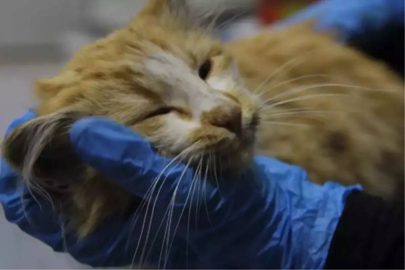 ABŞ-ın Keçmiş Vitse-Prezidenti Dik Çeyni Vəfat Etdi: Həyatı və Mübahisəli İrsi