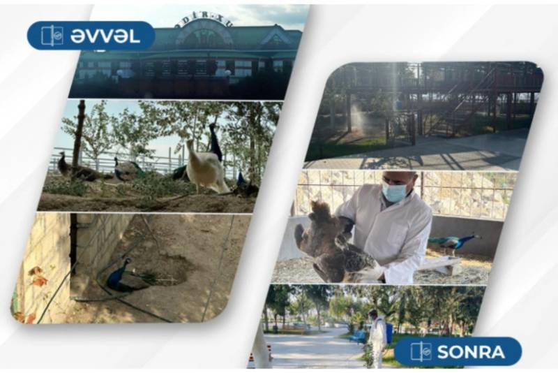 Hacıqabulda ailəvi istirahət mərkəzindəki quşlar aidiyyəti üzrə təhvil verilib