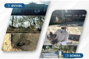 Hacıqabulda ailəvi istirahət mərkəzindəki quşlar aidiyyəti üzrə təhvil verilib