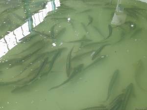 Balıqçılıqla bağlı yaradılacaq elektron uçotun məqsədi açıqlanıb