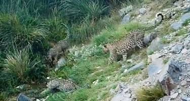 Milli Parkda bəbir balaları görüntüləndi