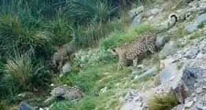 Milli Parkda bəbir balaları görüntüləndi Xəbər şəkili