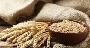 Azərbaycana buğda idxalı kəskin artıb Xəbər şəkili