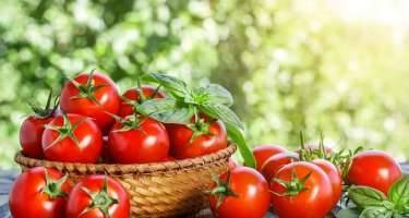 Azərbaycan bu ölkəyə pomidor satışını bərpa etdi