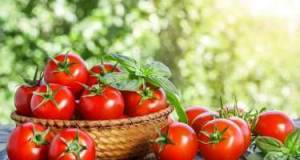 Azərbaycan bu ölkəyə pomidor satışını bərpa etdi Xəbər şəkili