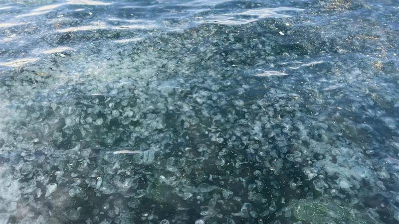 İstanbulun Üsküdar Sahilində Qəribə Mənzərə: Minlərlə Meduza Kütləvi Şəkildə Sahilə Vuruldu