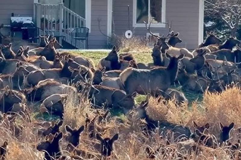 ABŞ-da Maral Hücumu: Kolorado Şəhərində Nəhəng Sürü Yaşayış Ərazilərini Bürüdü və Golf Meydanını Bağladı