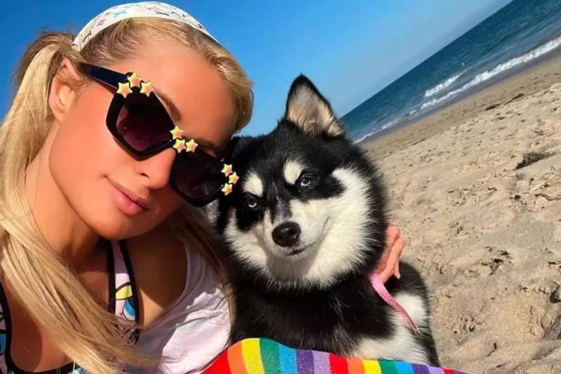 Məşhurlar Niyə Ölmüş Heyvanlarını Klonlayır? Bahalı Trendin Etik Riskləri